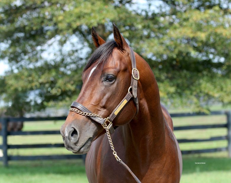 Elite Thoroughbreds Farm Horse Breeding Folsom, Louisiana